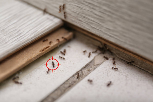 Best Wildlife Control Services  in La Luz, NM