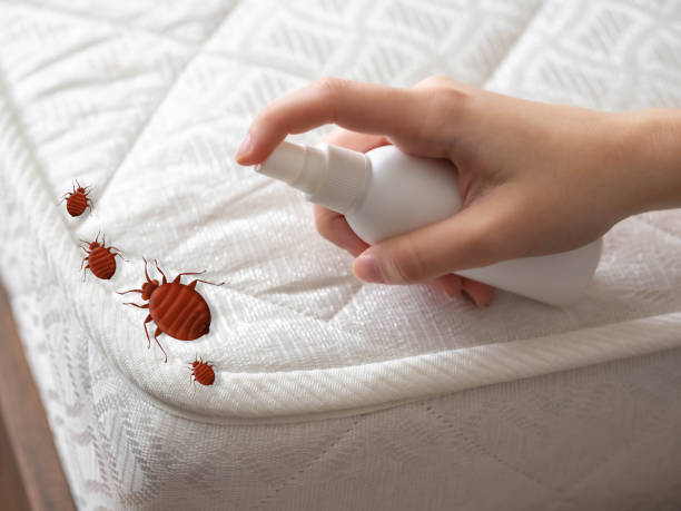 Professional Pest Control in La Luz, NM